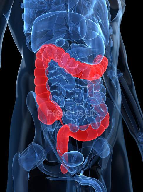 Estado saludable de los intestinos gruesos - foto de stock
