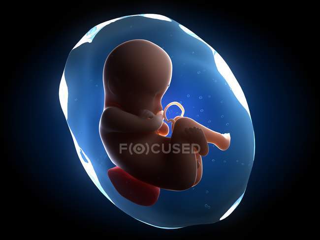 Vista del feto en el útero - foto de stock