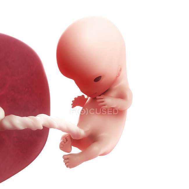 Vista del feto a las 10 semanas - foto de stock