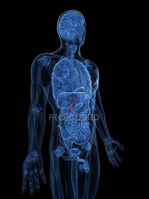 View of Healthy gallbladder — Stock Photo