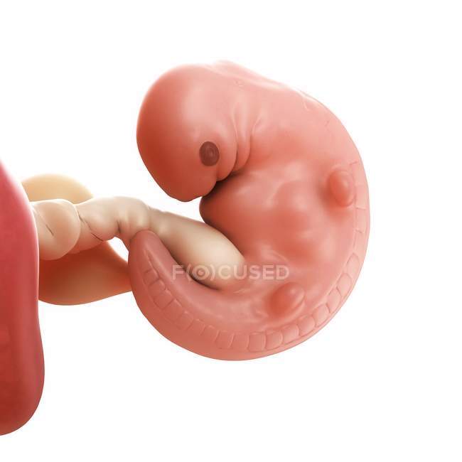 View of Fetus at 6 weeks — Stock Photo