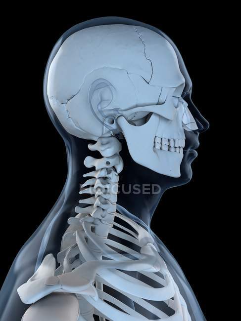 Ossos superiores do corpo — Fotografia de Stock