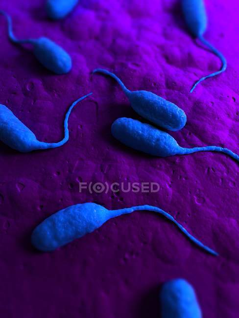 Bakterien infizieren Organismus — Stockfoto