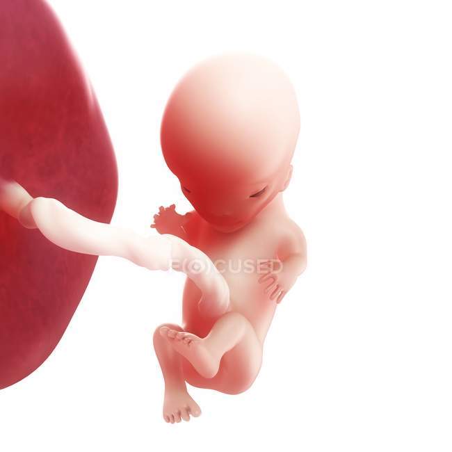 View of Fetus at 11 weeks — Stock Photo