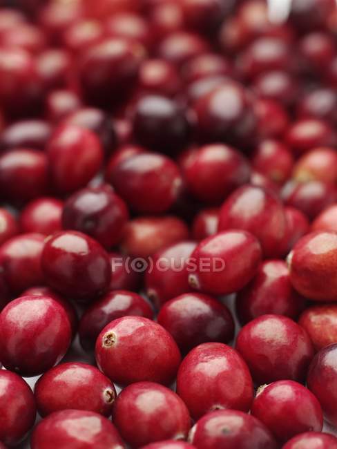 Visão de close-up de cranberries vermelhas . — Fotografia de Stock