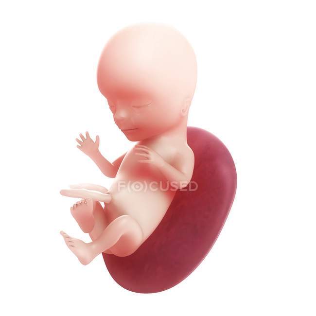 Vista del feto a las 15 semanas - foto de stock