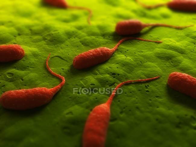 Organismo infeccioso de bacterias - foto de stock