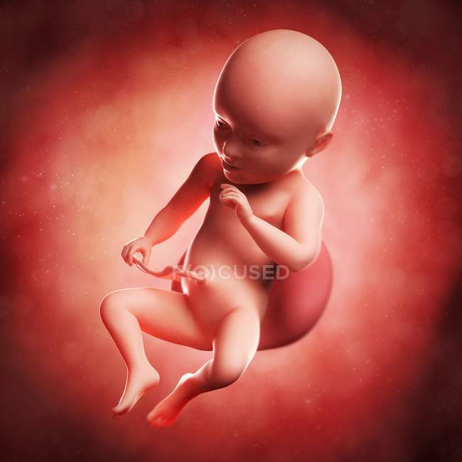 Vista del feto a 34 settimane — Foto stock