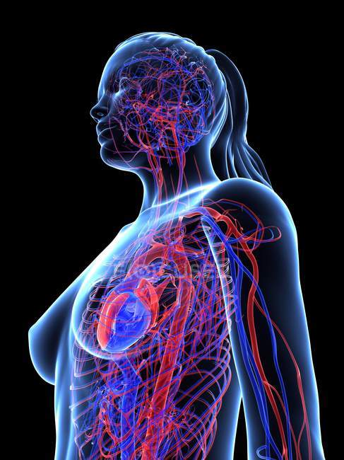 Normal cardiovascular system — Stock Photo