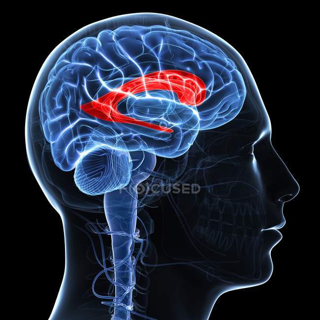 Cerveau montrant un ventricule latéral — Photo de stock