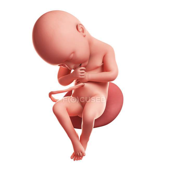 Vista del feto a 36 settimane — Foto stock