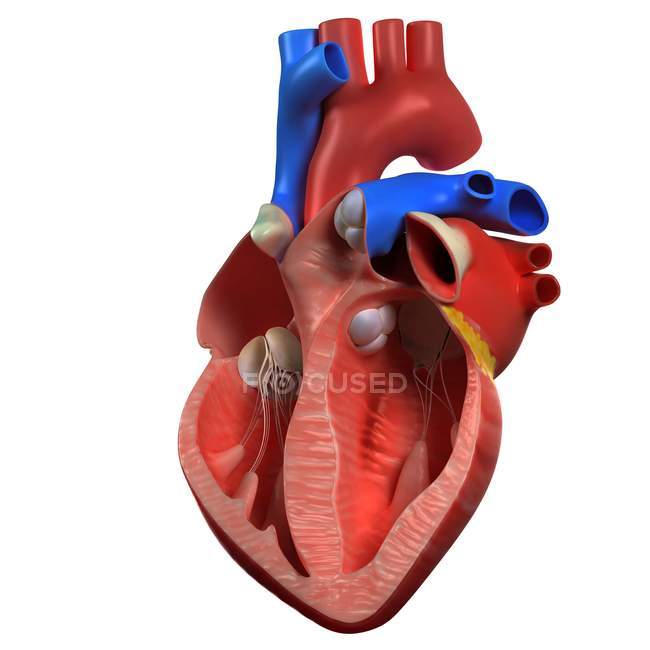 Vista dell'anatomia del cuore — Foto stock