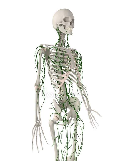 Systèmes lymphatiques et squelettiques — Photo de stock