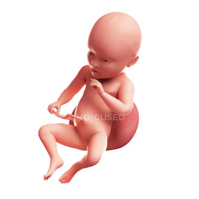 Vista del feto a las 34 semanas - foto de stock