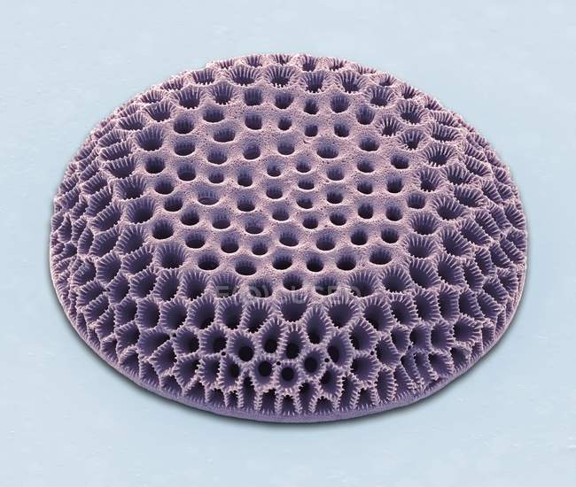 Одноклеточные водоросли диатома — стоковое фото