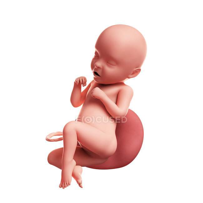 Vista del feto a 31 settimane — Foto stock