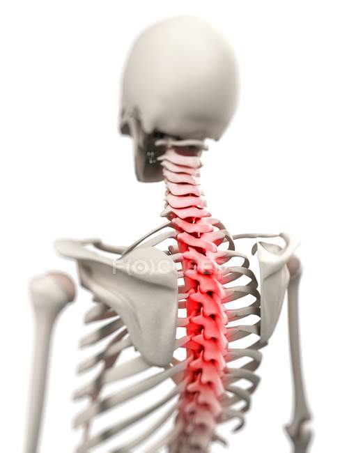 Dolor de espalda localizado en la columna vertebral - foto de stock