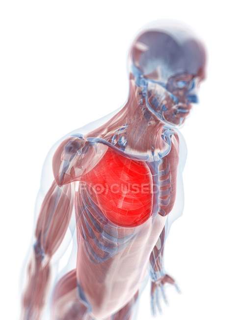 Большая грудная мышца — стоковое фото