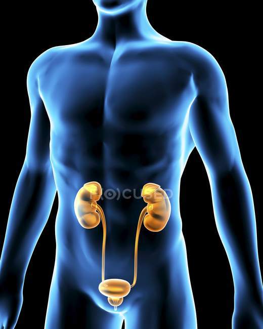 Male torso and the urinary system — Stock Photo