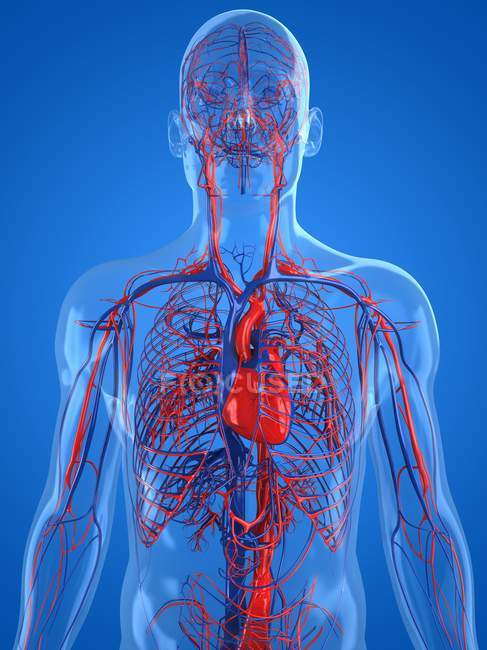 Sistema cardiovascular normal - foto de stock