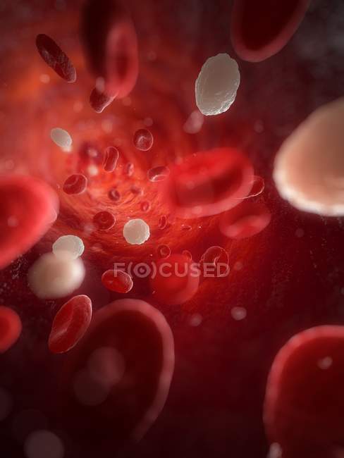 Células sanguíneas normales en la arteria - foto de stock