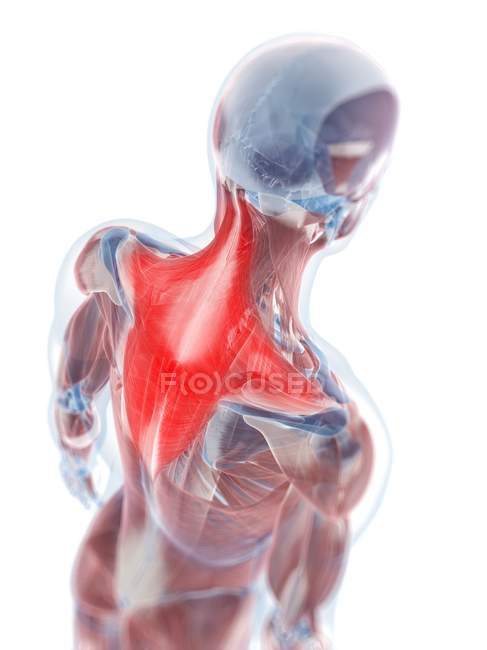 View of Trapezius muscle — Stock Photo