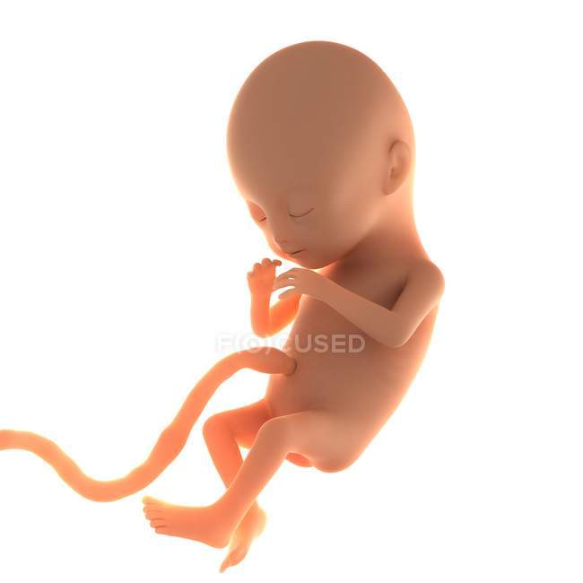 Fœtus de deux mois — Photo de stock
