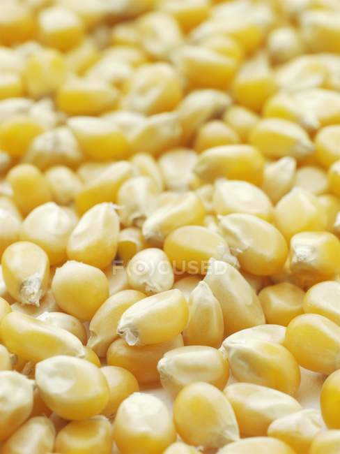 Крупний план ядер кукурудзи з'являються. — стокове фото