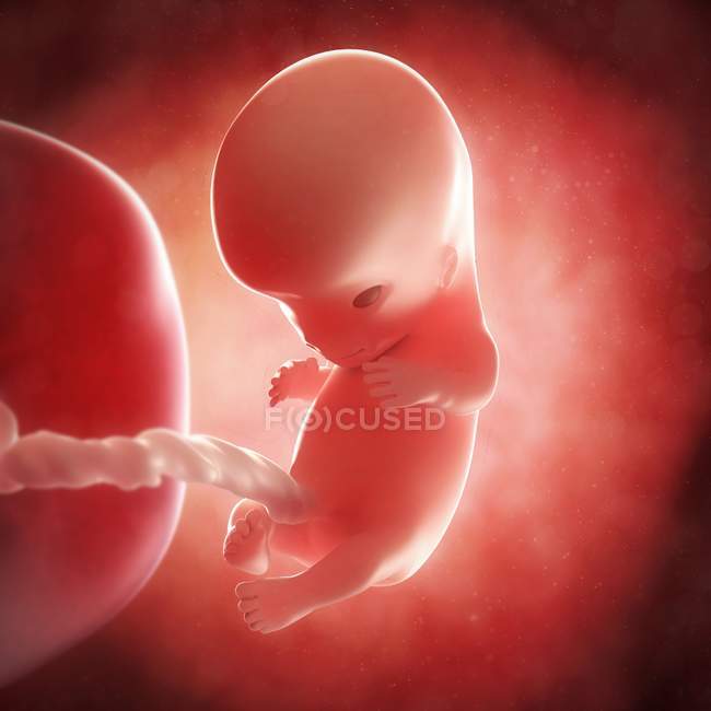 Vista del feto a las 10 semanas - foto de stock
