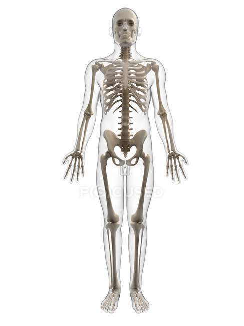 Дорослого чоловічого скелет — стокове фото