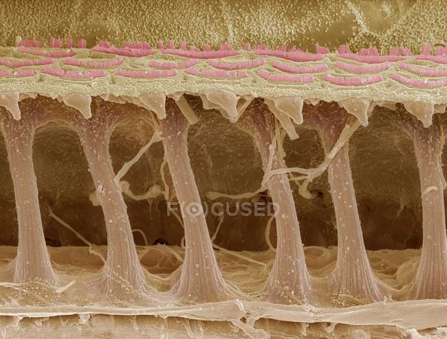 Micrografo elettronico a scansione colorata (SEM) di cellule piliferi sensoriali nella coclea dell'orecchio interno . — Foto stock