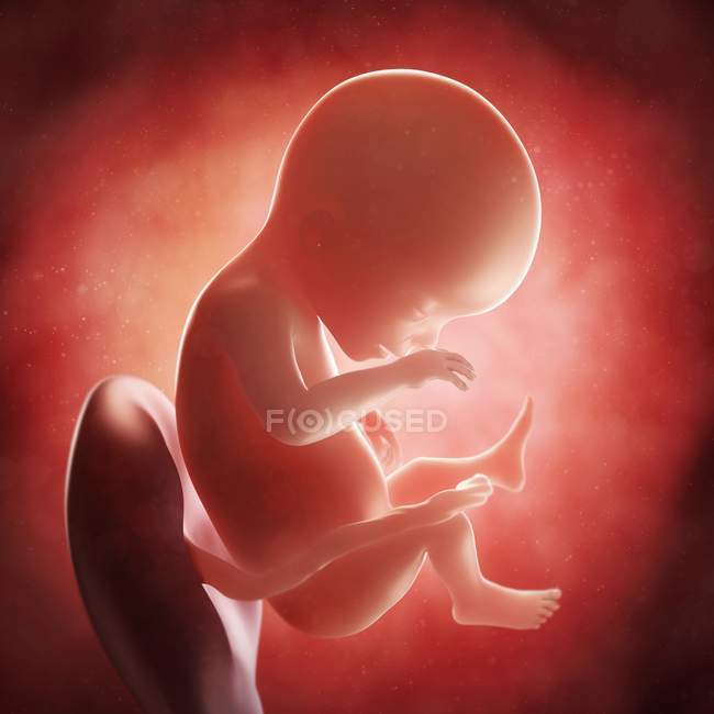 Vista del feto a 19 settimane — Foto stock
