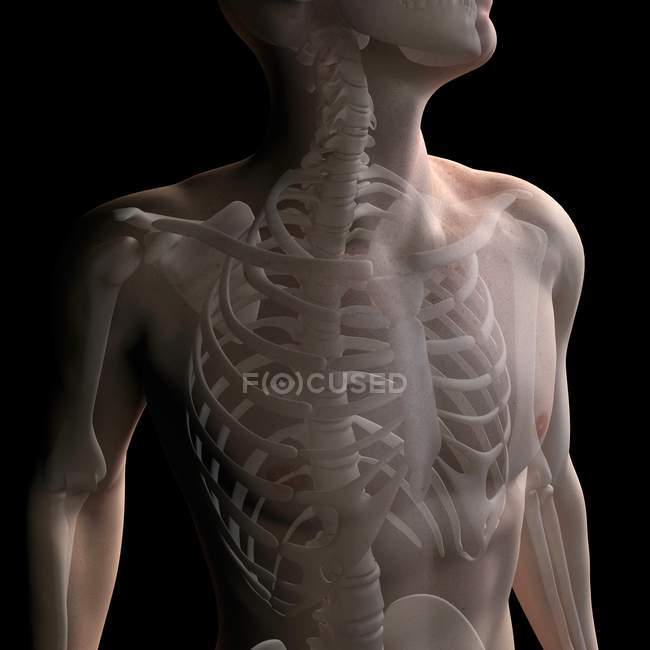 Анатомия верхних костей тела — стоковое фото