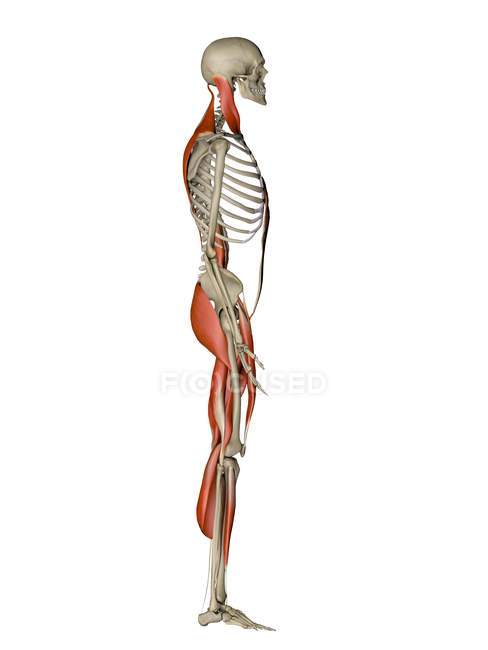 Músculos que controlan la postura humana - foto de stock