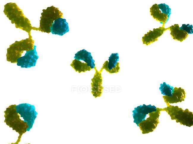 Anticorpi o molecole di immunoglobuline — Foto stock