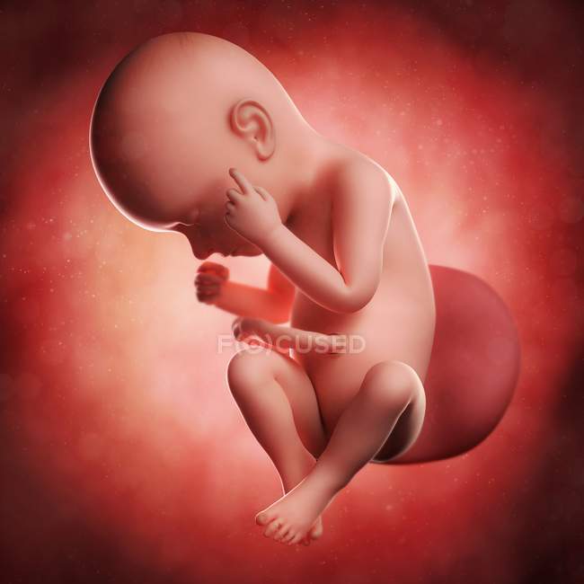 Vista del feto a las 37 semanas - foto de stock