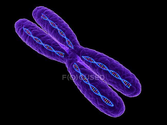 Representación visual de la estructura cromosómica - foto de stock