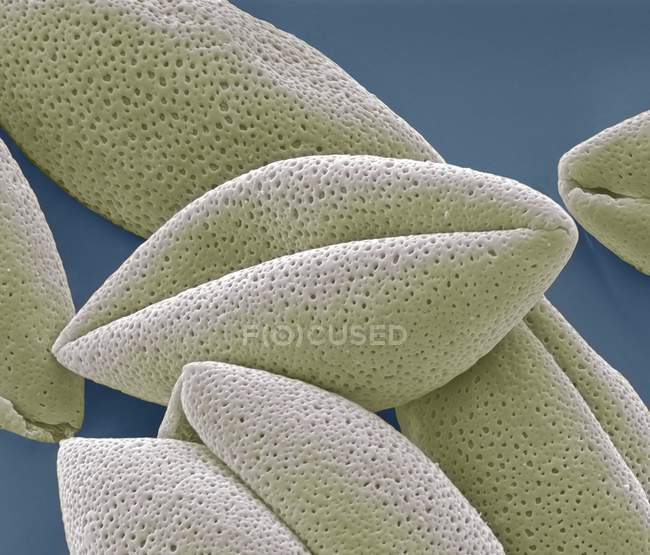 Asparagus pollen grains — Stock Photo