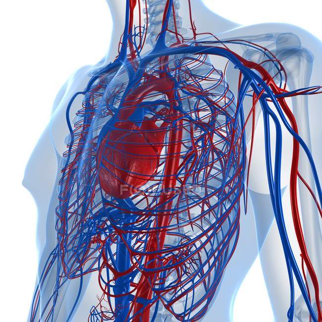 Sistema cardiovascular que transporta nutrientes y oxígeno - foto de stock