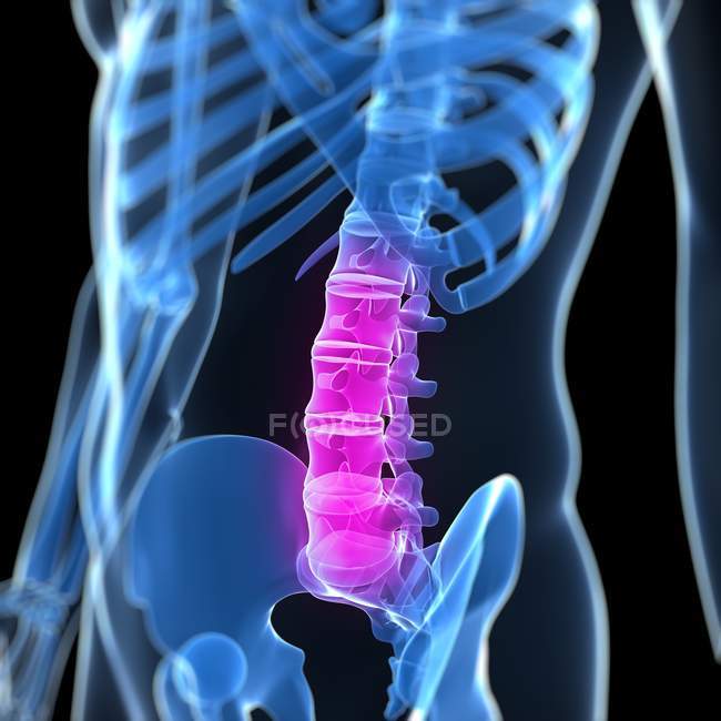 Lumbar section of spine — Stock Photo