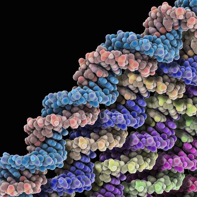 Молекулярные модели ДНК — стоковое фото