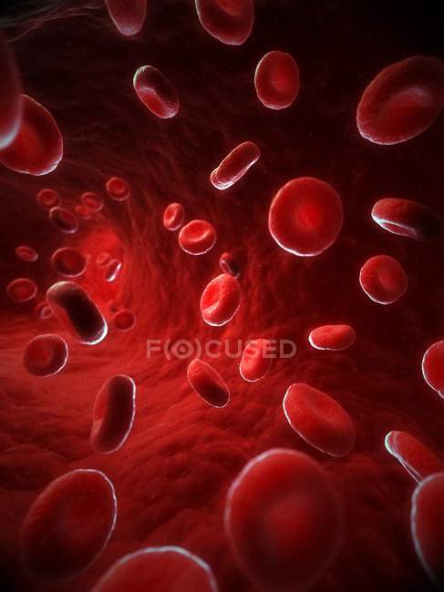 Glóbulos rojos - foto de stock