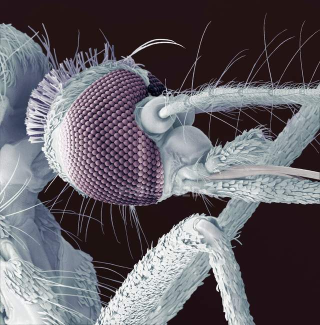 Anatomie de la tête de moustique — Photo de stock