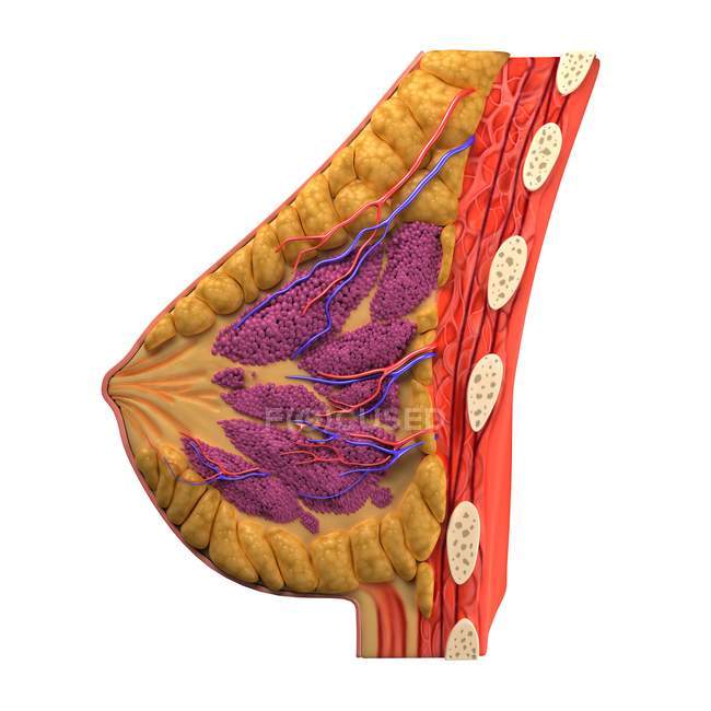 Vista de la anatomía mamaria - foto de stock