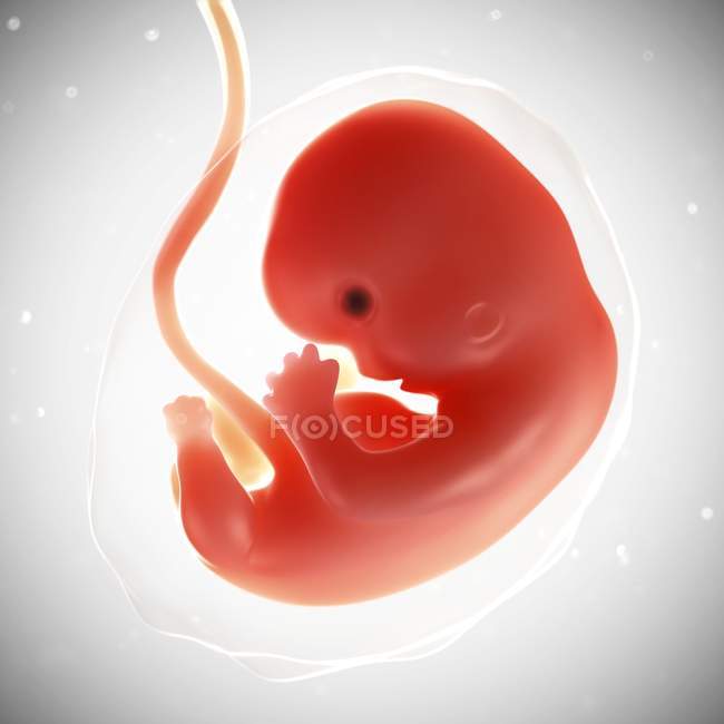 Vue du foetus à 7 semaines — Photo de stock