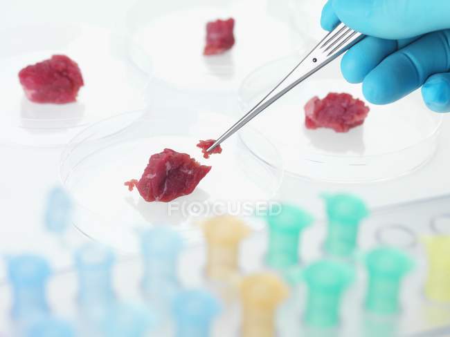 Científico sosteniendo pieza de carne con pinzas para la investigación de alimentos . - foto de stock