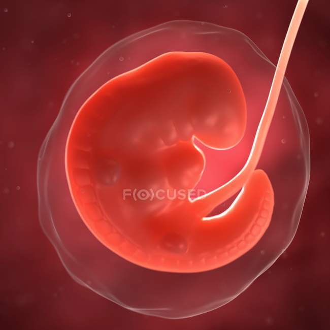 Vista del feto a 6 settimane — Foto stock