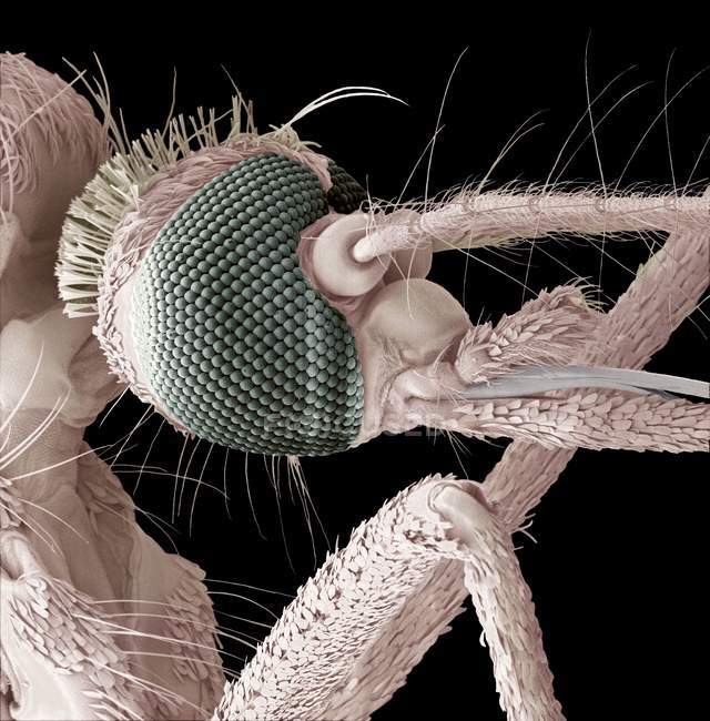 Anatomía de cabeza de mosquito - foto de stock