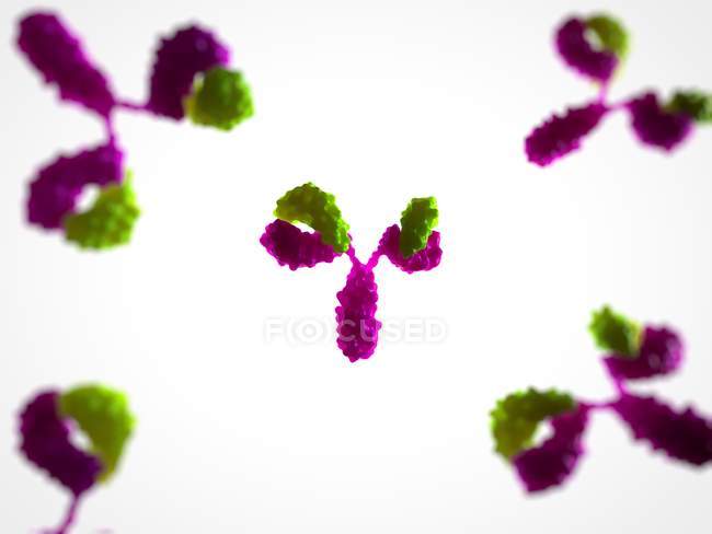 Antibody, or immunoglobulin molecules — Stock Photo