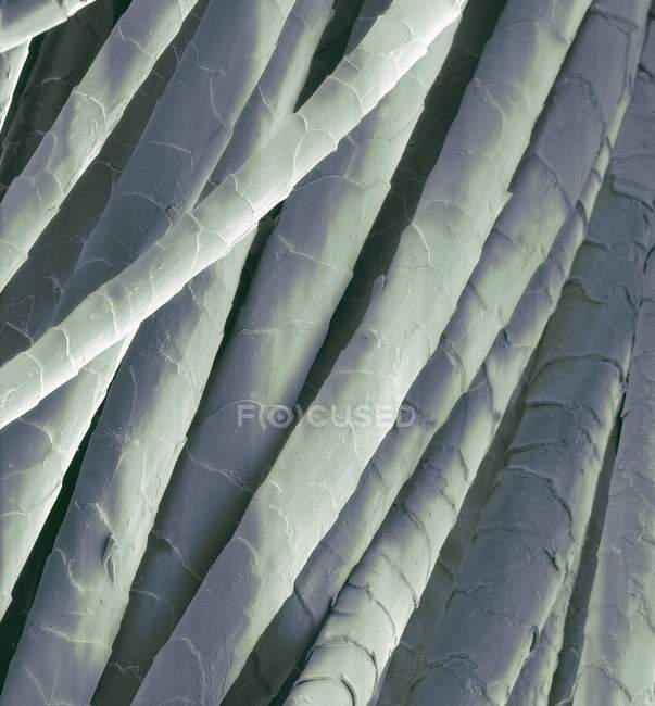 Cashmere wool fibres, coloured scanning electron micrograph (SEM). — Stock Photo